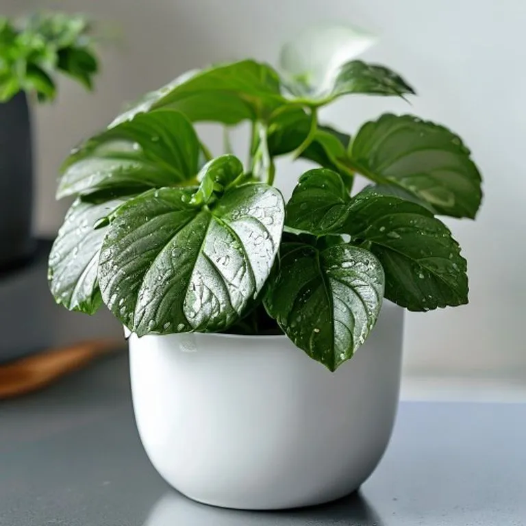 Raindrop Peperomia Polybotrya glossy heart shaped leaves