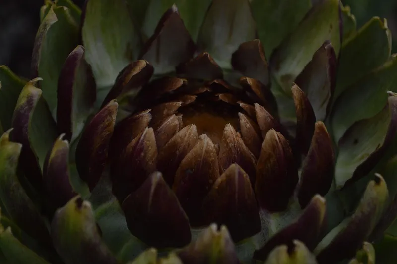 Which Fast Growing Vegetables Can You Harvest in Under Thirty Days?