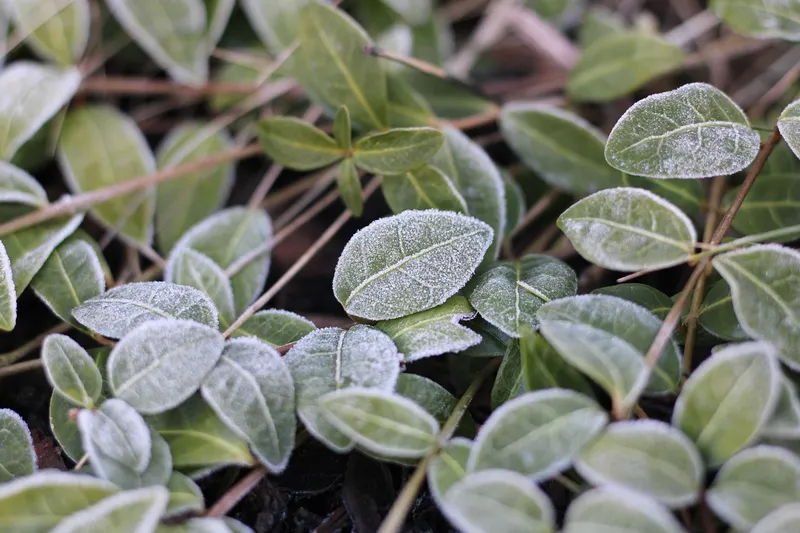 Lightweight white frost cloth covering a row of garden plants for winter protection.