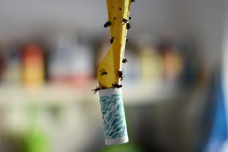 Yellow butterfly shaped sticky traps placed in a houseplant pot catching adult gnats