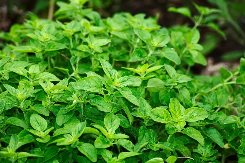 Small oregano plant with tiny green leaves, used as a ground cover in gardens