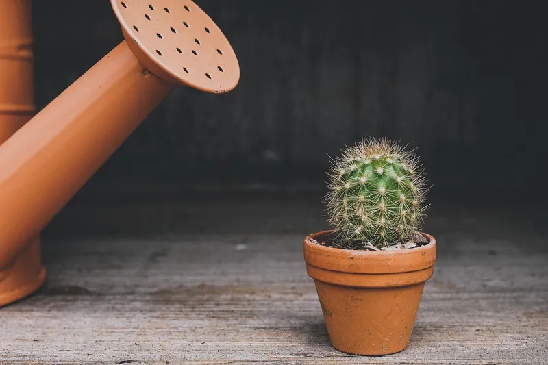 A small glass dropper watering the base of a desert plant avoiding the leaves