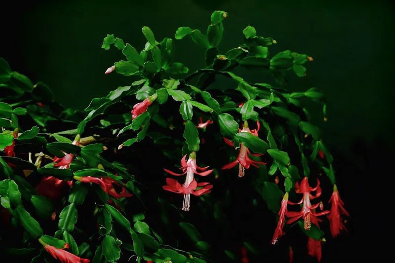 A green Christmas cactus plant with segmented leaves in a decorative pot on an office shelf.