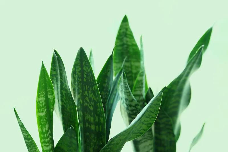 A tall, healthy Sansevieria snake plant in a modern white ceramic pot sitting on a minimalist office desk.