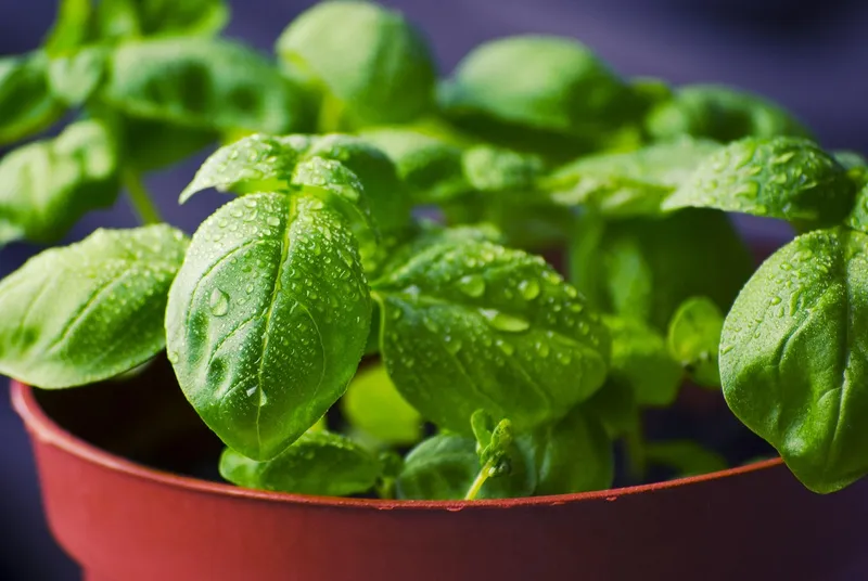 Lush green basil leaves growing in a garden pot, ideal for pepper companion planting