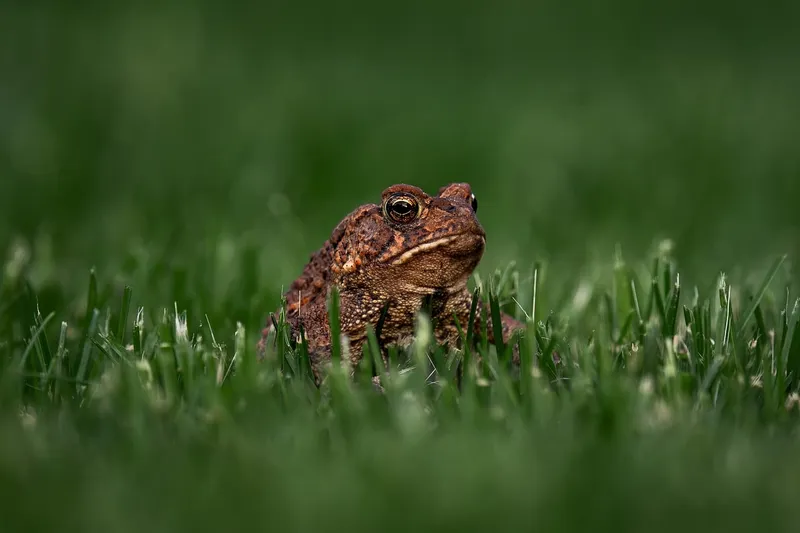 A common garden toad sitting on a rock in a lush green garden setting
