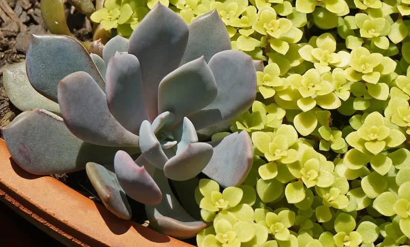 A collection of various terracotta pots filled with succulents huddled together on a patio.