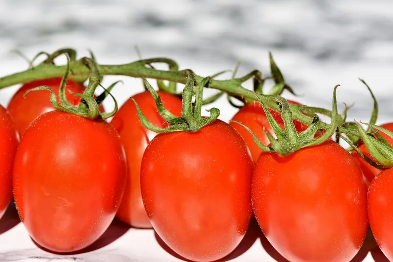 A hand picking a tomato that is just starting to turn from orange to red