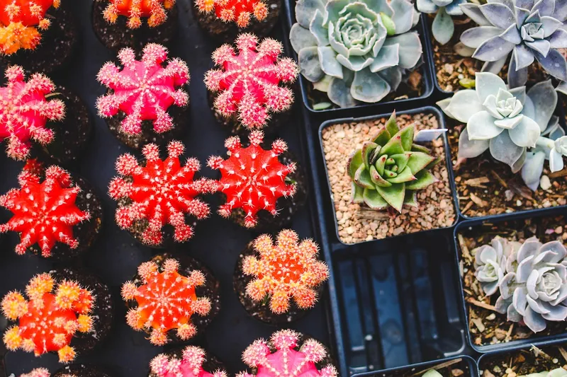 A collection of seven different small desert succulents and cacti in individual pots