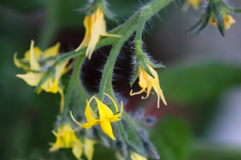 A bright yellow tomato flower with a bumblebee nearby