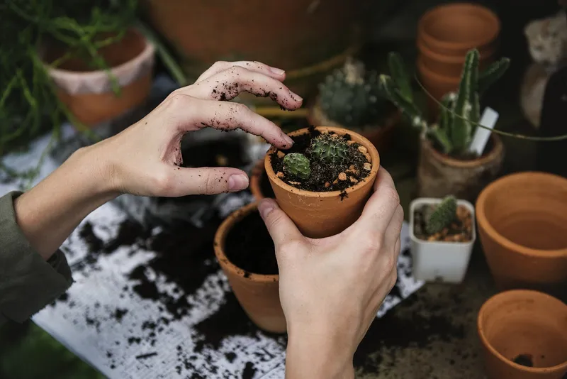 A simple terracotta pot with a large drainage hole at the bottom perfect for Echeverias