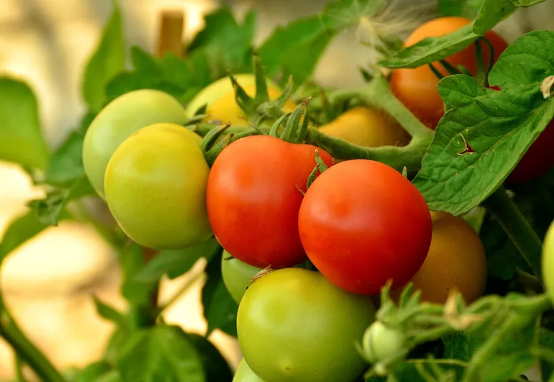 Red tomatoes ripening on a vine, a common companion for peppers