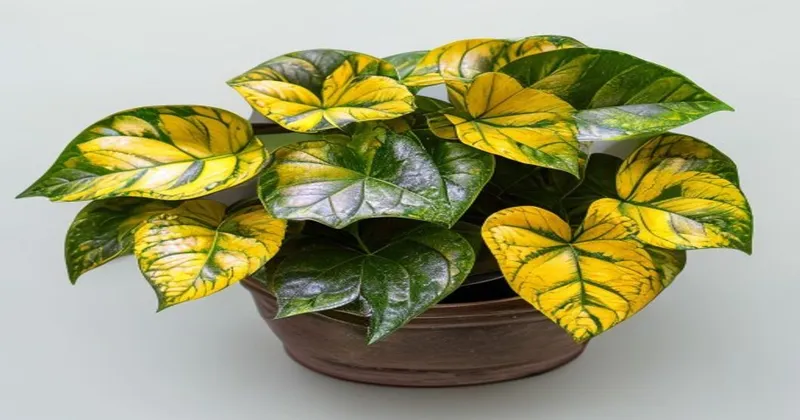 Why Your Pothos Leaves are Turning Yellow and How to Fix It