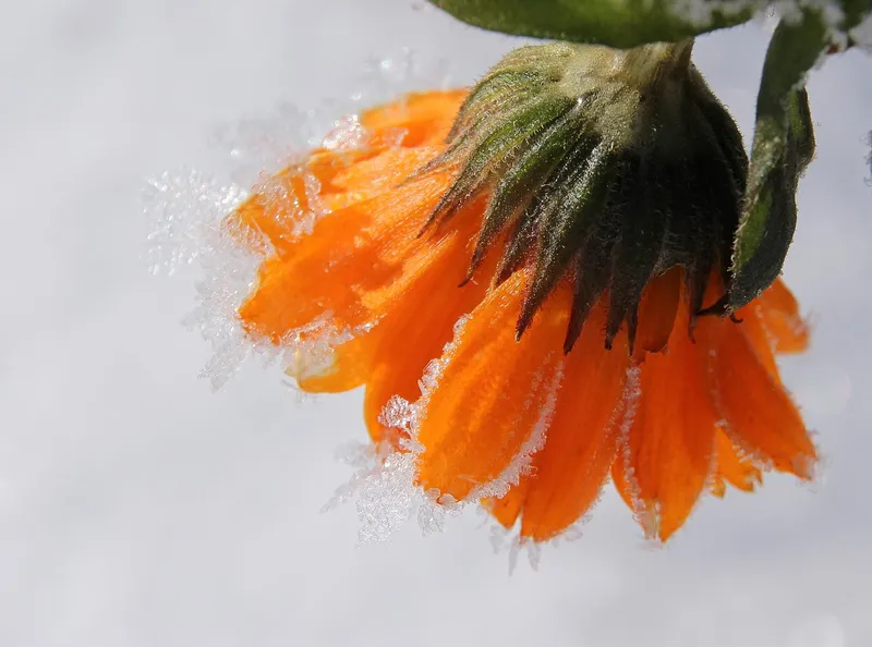 Bright orange marigold flowers planted as a companion plant to repel aphids from vegetables