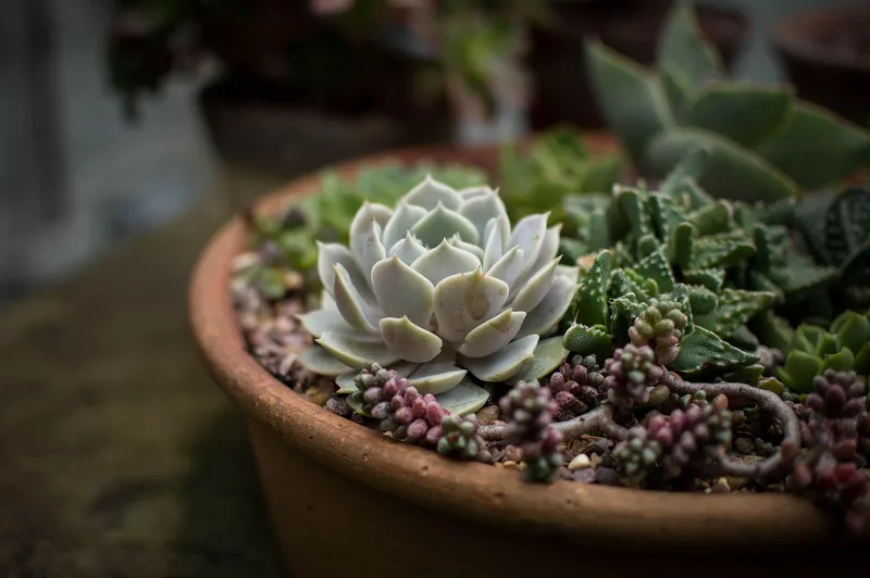 12 Unexpected Ways to Use Decorative Stones for Better Succulent Soil Drainage