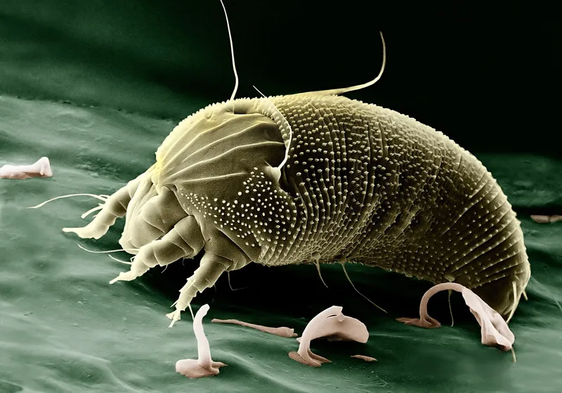 Tiny spider mites and delicate webbing on the underside of a rose leaf.