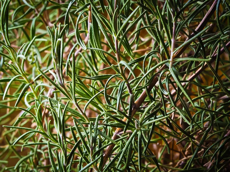A woody rosemary bush with needle-like leaves in a sunny garden setting