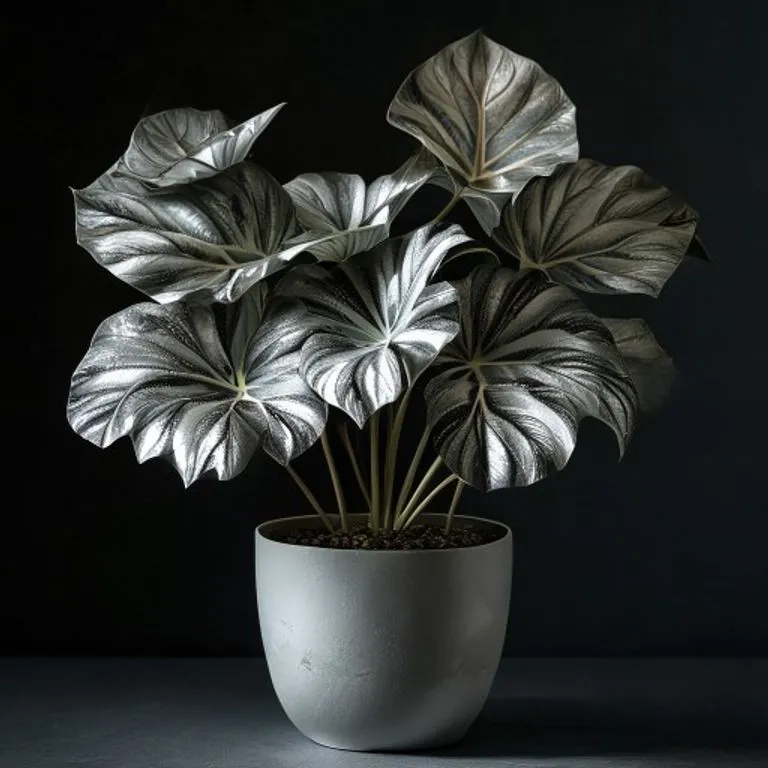Alocasia Silver Dragon rare jewel alocasia with textured leaves