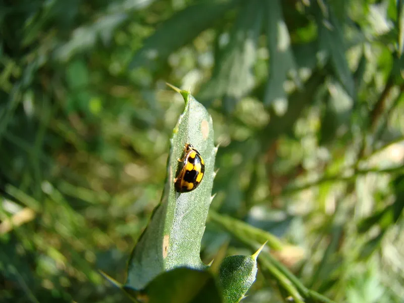 A bright red ladybug walking on a healthy green leaf in a sustainable garden.