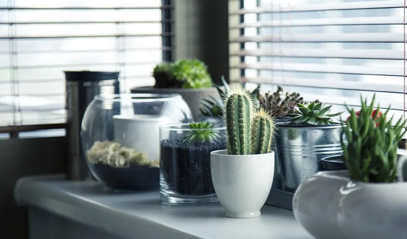 A crowded arrangement of succulents that may lack proper airflow between the plants