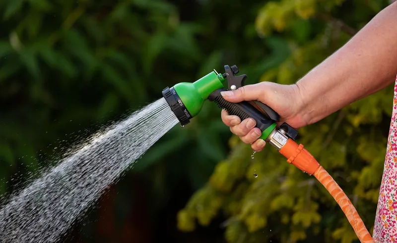 A high-pressure stream of water from a garden hose hitting the underside of plant leaves to remove aphids