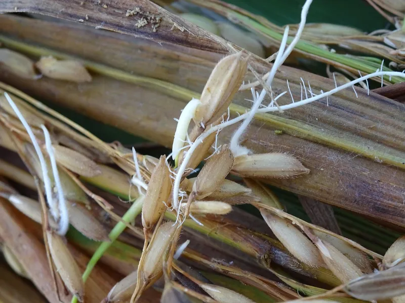 Why Your Vegetable Seeds are Not Germinating and How to Solve It