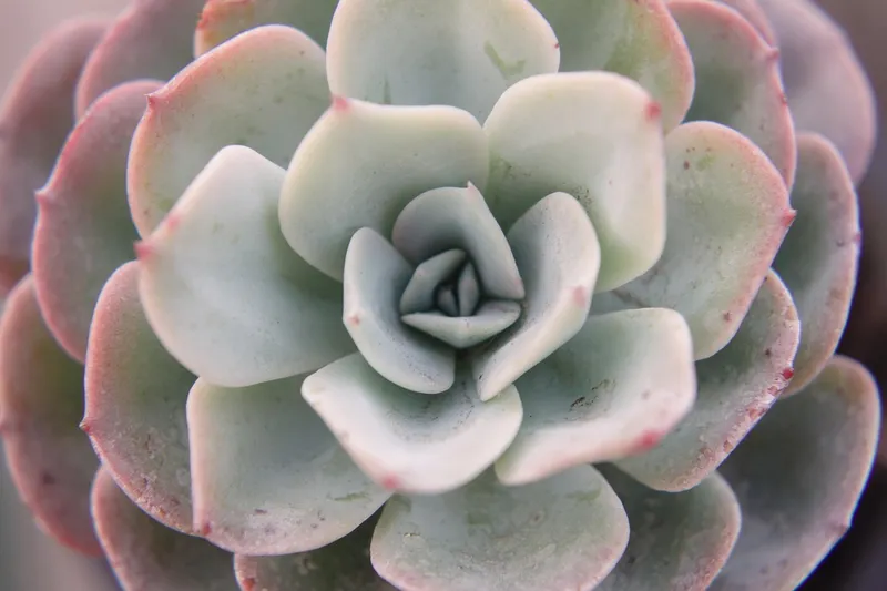 Close up of a beautiful Echeveria rosette highlighting the tight center where water can get trapped