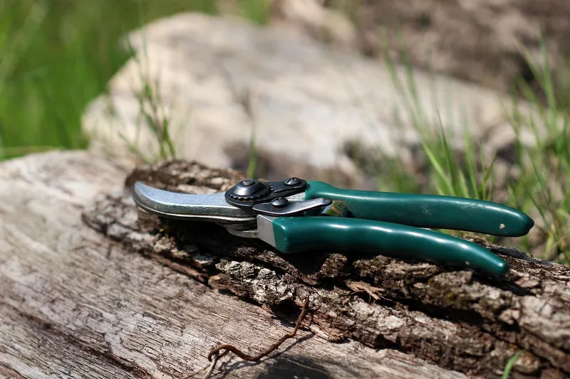 A hand using garden snips to remove a sucker from a tomato plant stem