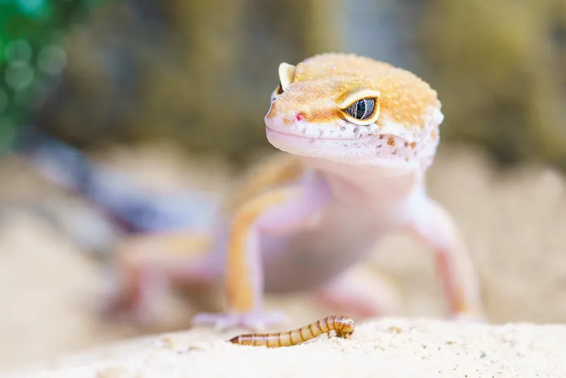 How to Create a Stunning DIY Terrarium Using Only 7 Minimalist Desert Species