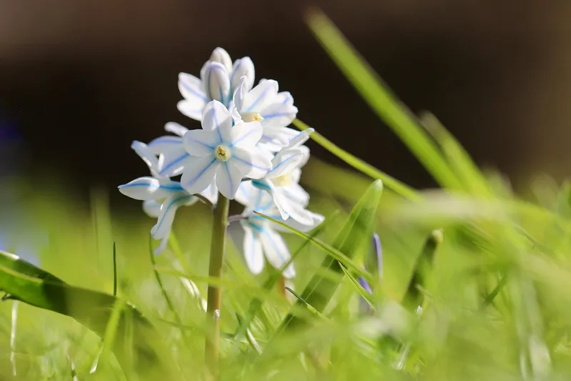 A Silver Squill plant with purple bulbs and spotted silver-green leaves in a small ceramic pot.