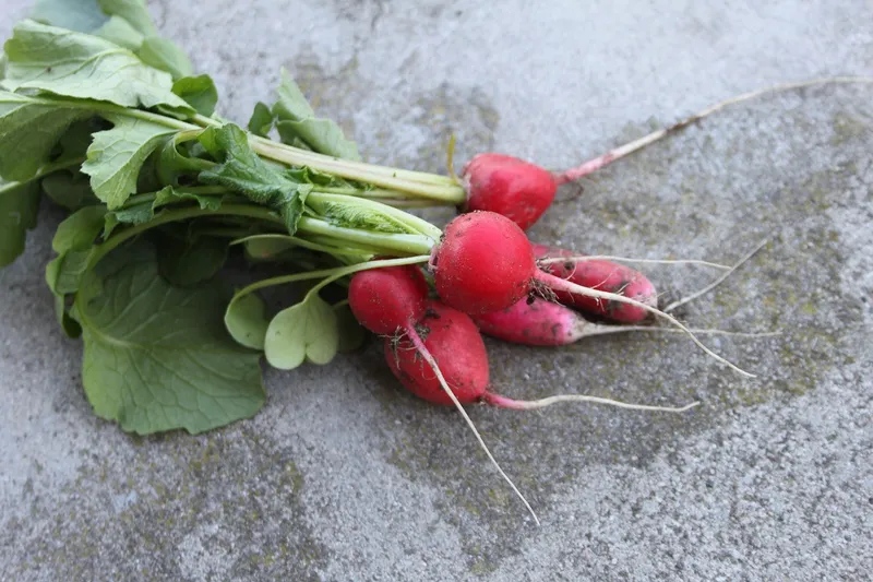 A bundle of freshly harvested red radishes with green leaves on a rustic wooden table