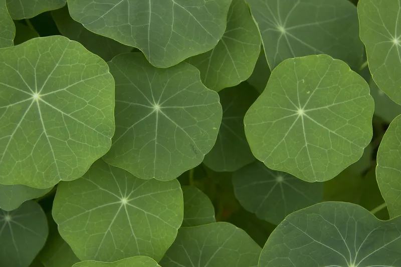 Bright red and orange nasturtium flowers with round green leaves