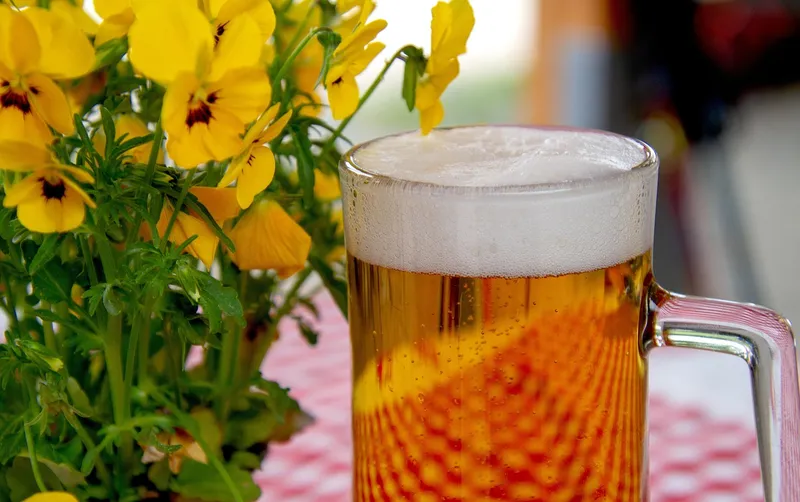 A small plastic container buried in garden soil filled with beer to attract and trap slugs