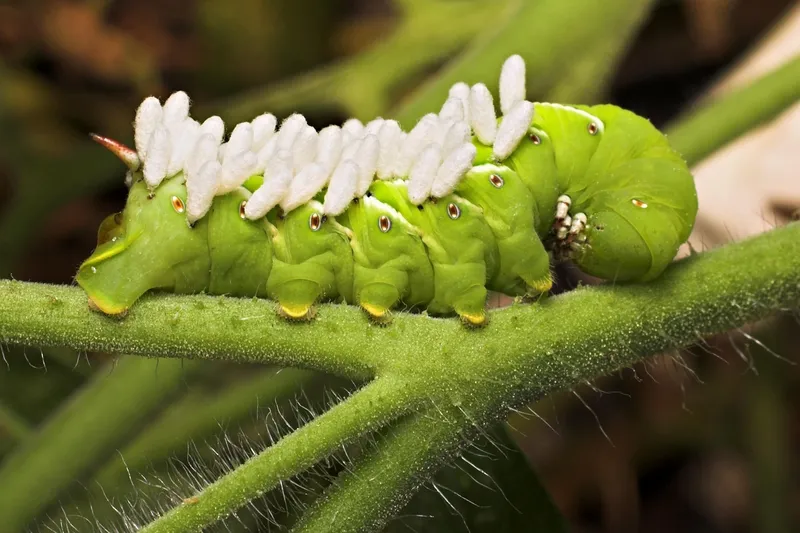 A large green tomato hornworm camouflaged on a tomato leaf